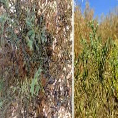 মসুরের মরিচা রোগ