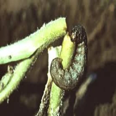 ছোলার কাটুই পোকা পোকা