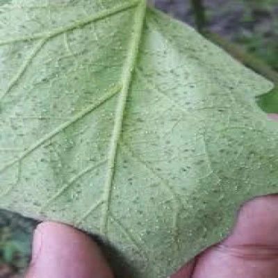 ছোলার জাবপোকা (Aphid)