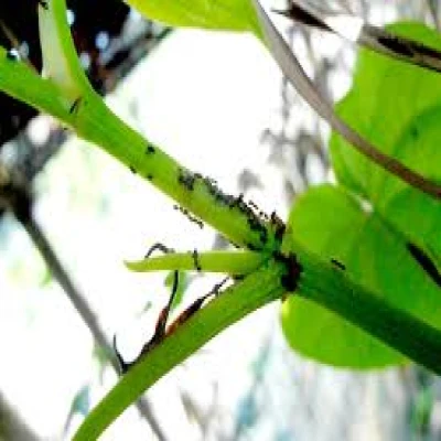 পানের জাব পোকা