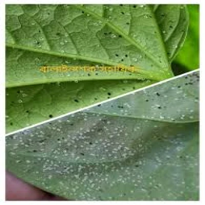 পানের চিনি পোকা