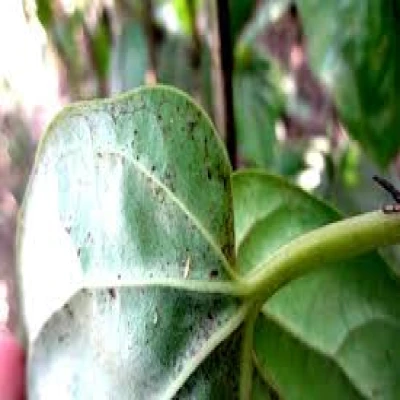 পানের থ্রিপস পোকা