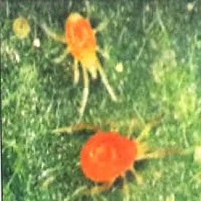 পানের লাল মাকড়