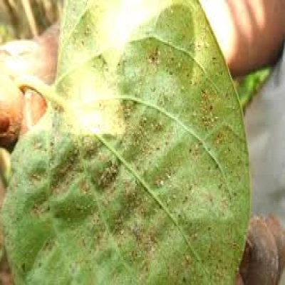 পানের সাদা মাছি