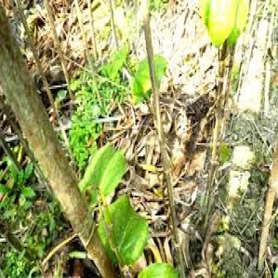 পানের গোড়া পচা/কাণ্ড পচা