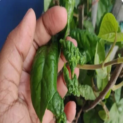 পানের ঢলে পড়া রোগ